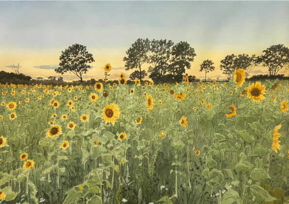 Brevkort - Blommande solrosfält, Öland