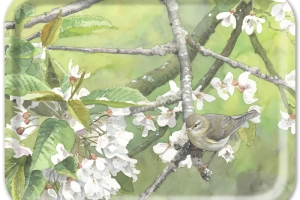 Bricka - Lövsångare