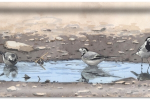 Bricka - Sädesärlor