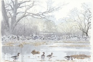 Reproducerad akvarell/giclée - Grågäss på översvämmad ängsmark i Övra Vannborga